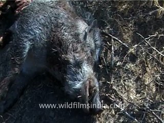 1311.Dead Wild Boar near Gir national park.mov