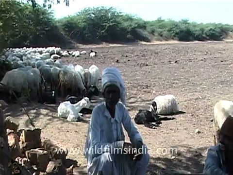 1312.Dead Buffalo in Gujarat.mov