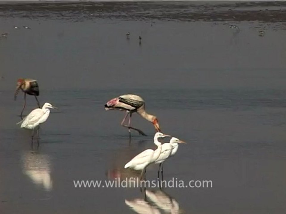 1318.Waders in Gujarat.mov