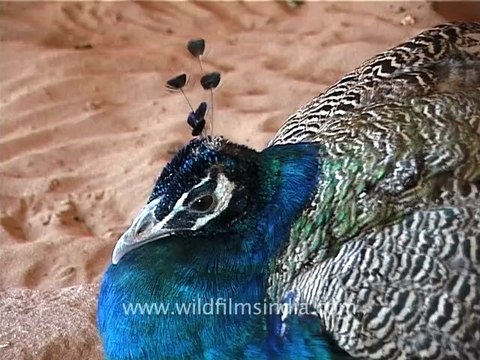 1319.Peafowl in the desert, Gujarat.mov