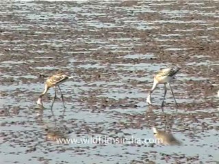 1324.Flamingoes in Gujarat.mov