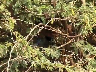 1334.Crow Pheasant in Gujarat.mov