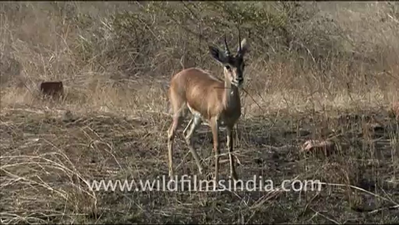 1356.Chital in Bandhavgarh National Park.mov