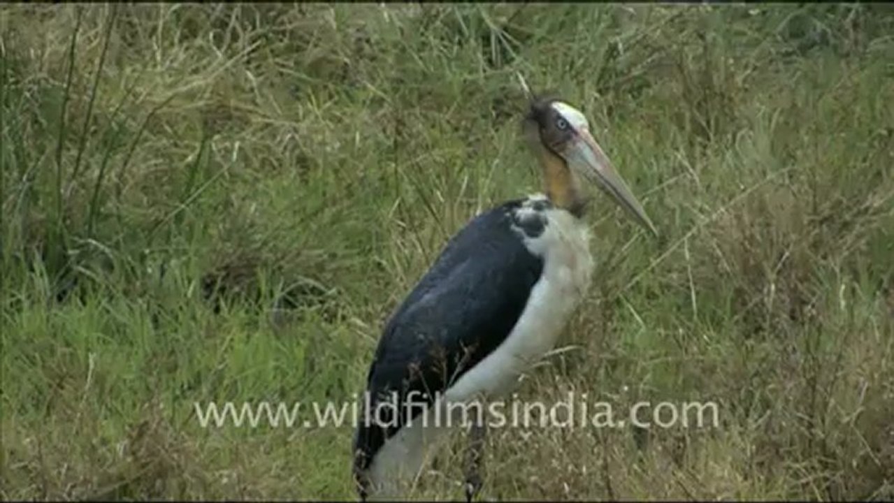 1357.Adjutant Stork and Chital in Bandhavgarh grassland.mov