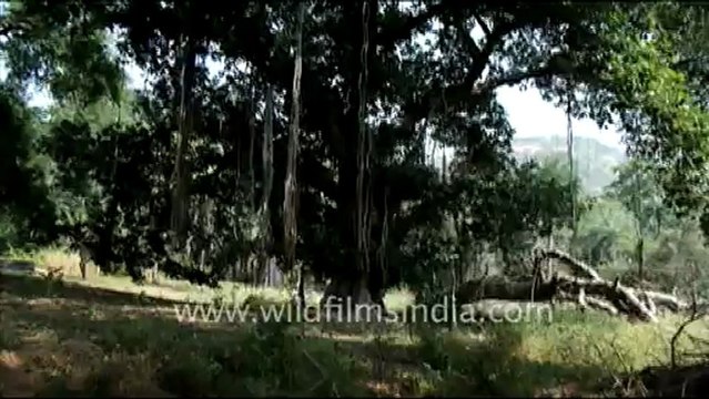 1409.Langur in Jaisamand Wildlife Sanctuary.mov