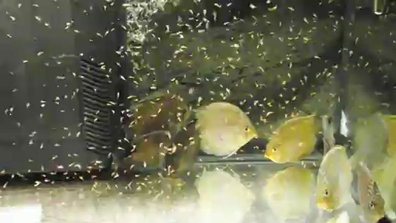 Discus heckel quarantaine video 2