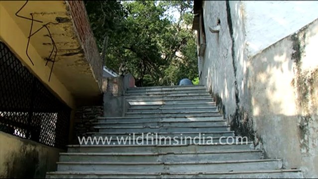 1418.Langur breast feeding Infant.mov