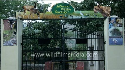 1420.Leopard in Jai Samand Wildlife Sanctuary.mov