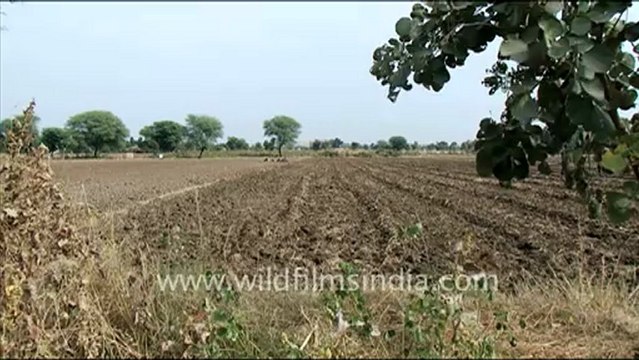 1432.Garlic Farm in Jaisamand.mov