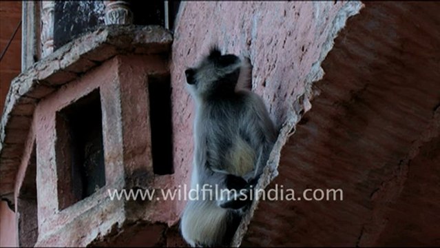1434.Langur in Jaisamand.mov