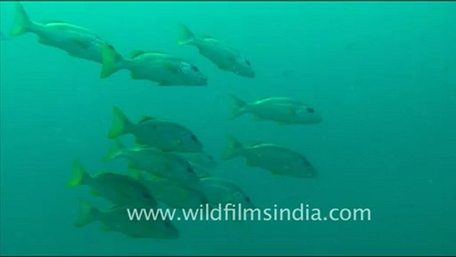 1445.Fishes in Andaman.mov