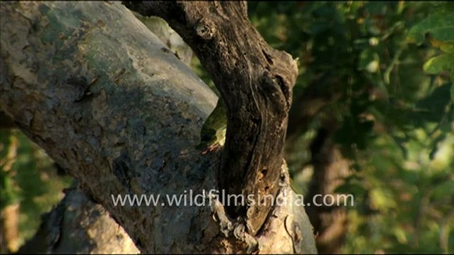 1450.Coppersmith Barbet in Jaisamand.mov