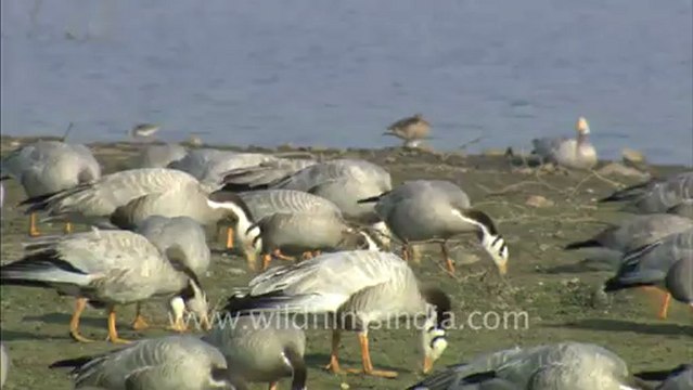 1456.Bar heads in Rajasthan.mov