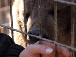 FUNNY Syrian Bear Cubs Make Weird Noise