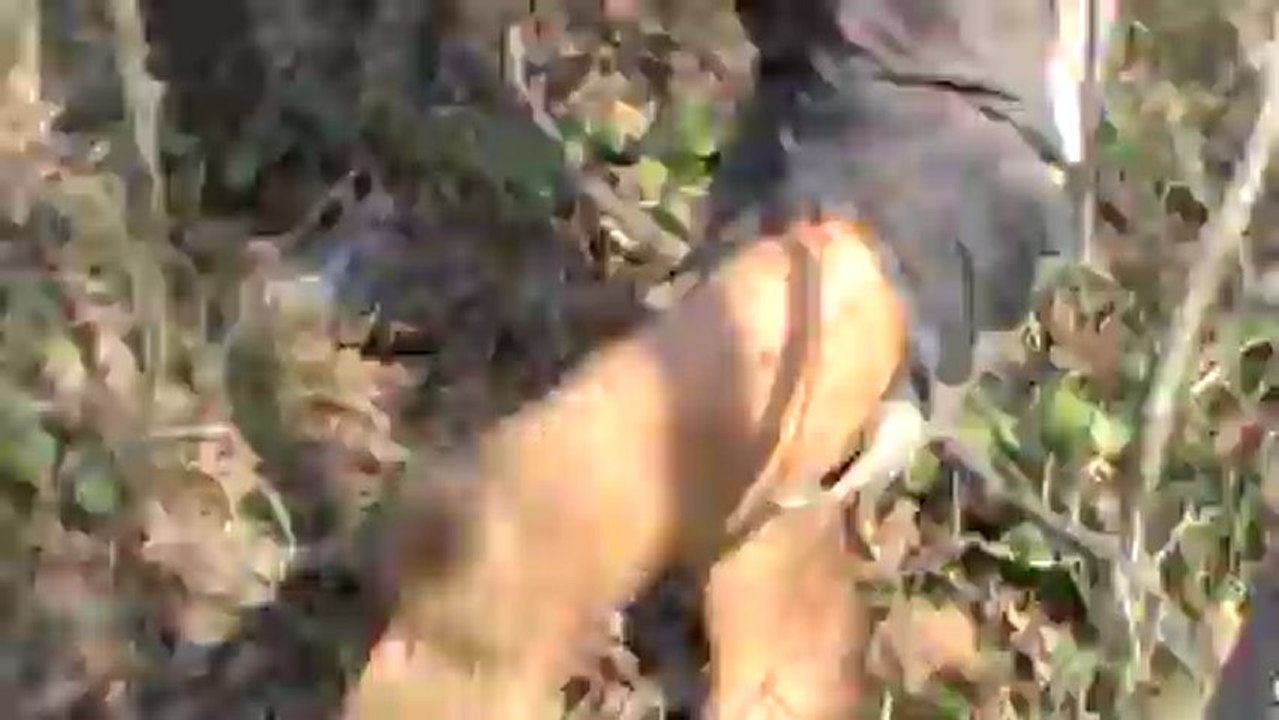 NAZIM ÖKSÜZ ÇULLUK AVI