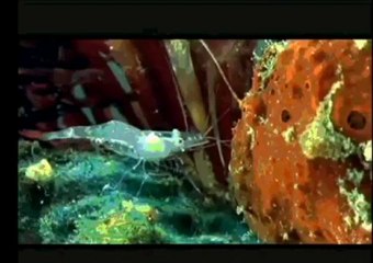 HİÇ OLTA ATARAK AVLANAN BALIK GÖRMÜŞMÜYDÜNÜZ ?  :)