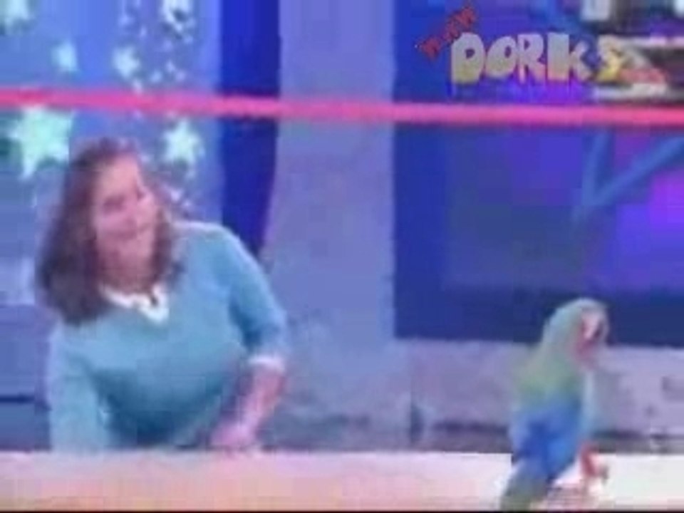 perroquets star