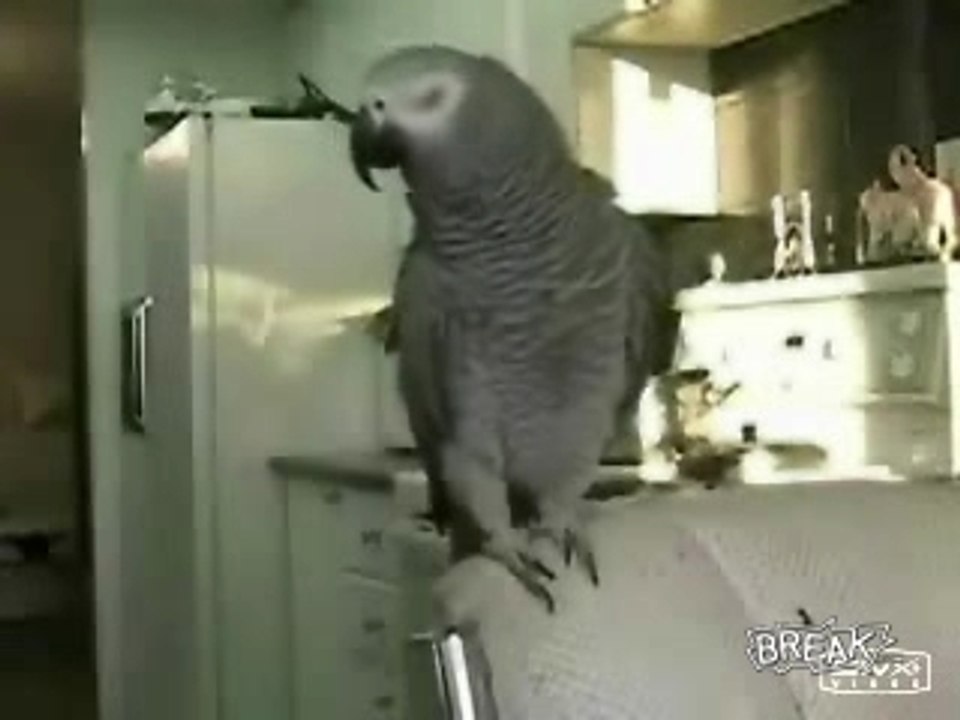 perroquets rappeur wesh