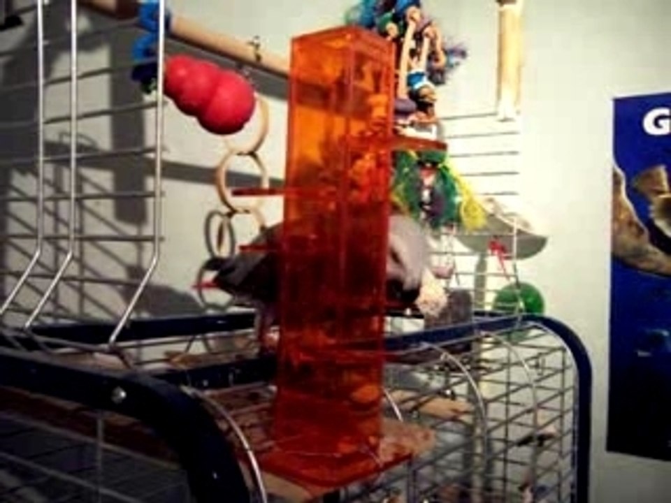 perroquets a lire avec vlc