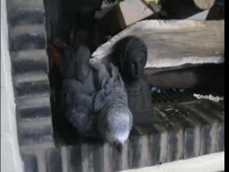 perroquets gris du gabon