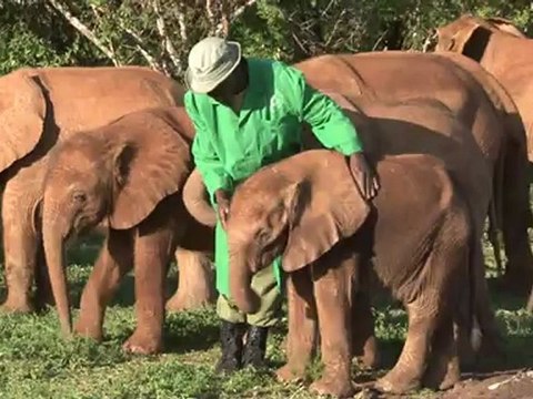 Sanctuary offers orphaned elephants a chance in life