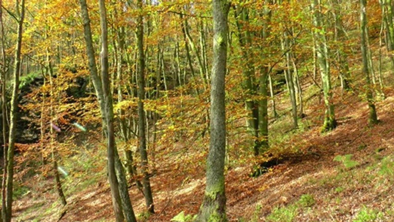 Automne