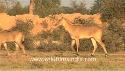 1611.Antelope in Dhawa Doli Wildlife Sanctuary.mov