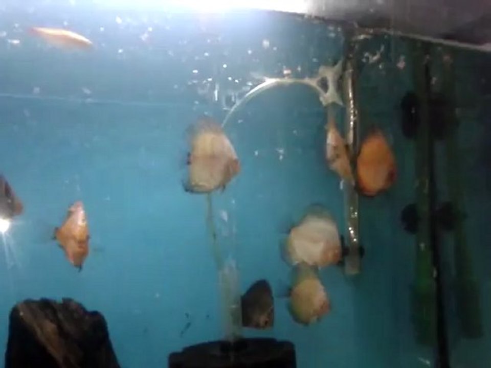 discus white
