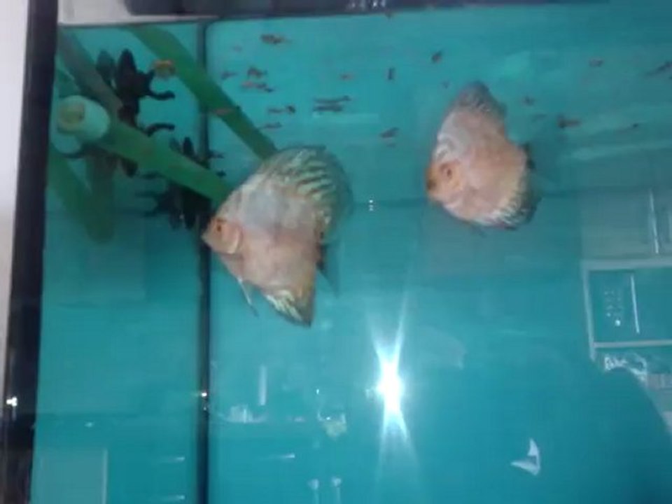 discus white