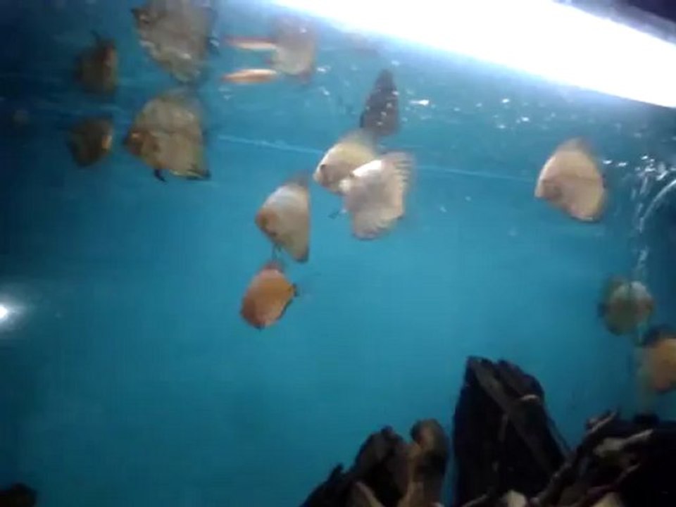 discus white
