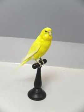 Perruche ondulée 12.12.2012