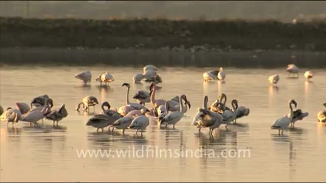 1614.Group of Flamingos in Sambhar Lake.mov