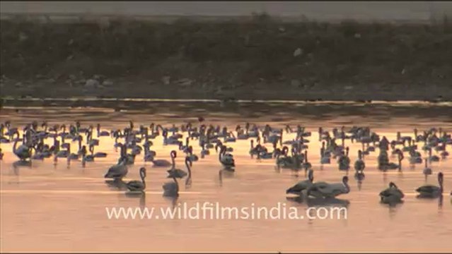 1616.Flamingos in Sambhar Lake, Rajasthan.mov