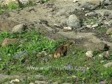 1487.Himalayan Marmot in Sikkim India.mov