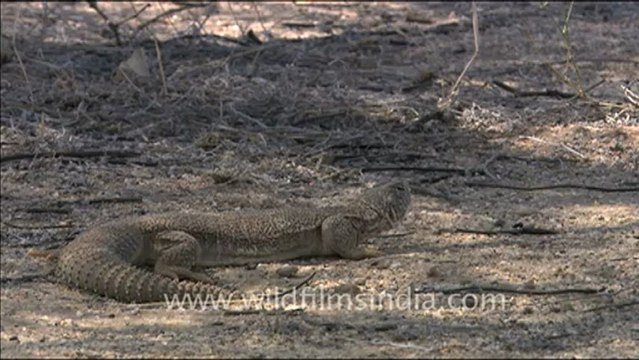 1495.Indian spiny-tailed lizard.mov