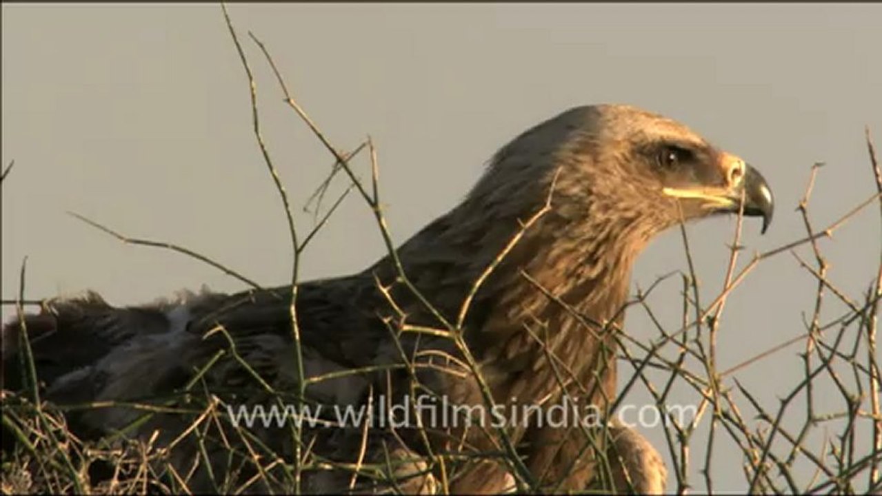 1498.Greater Spotted Eagle, Rajasthan.mov