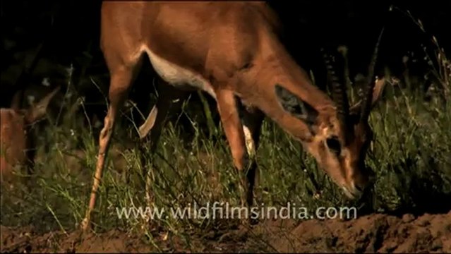 1501.Animals in Tal Chappar Sanctuary, Rajasthan.mov