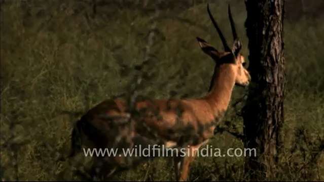 1503.Animals in Tal Chappar Sanctuary.mov