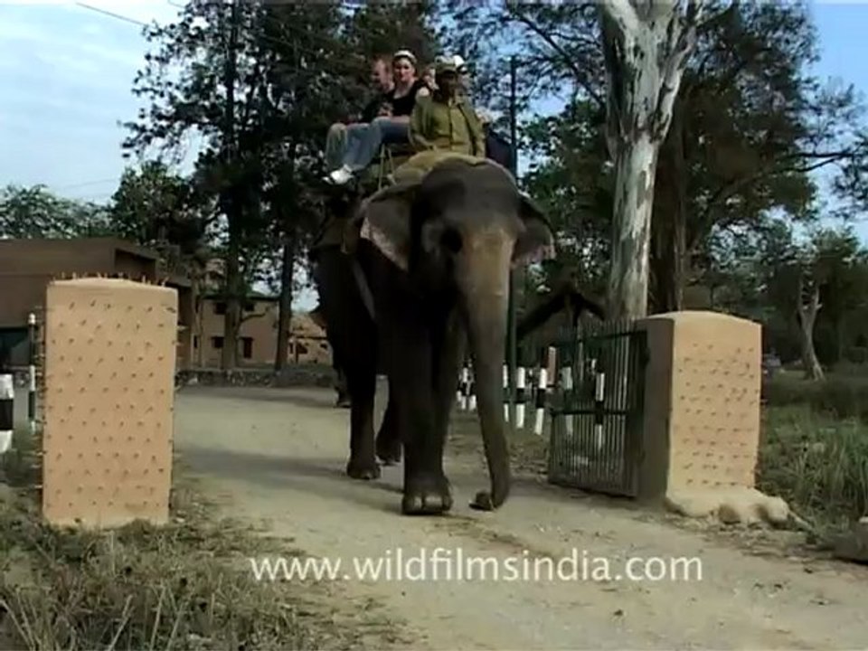 1520.Elephant safari in Jim Corbett National Park.mov