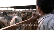 1532.Herd of cows in a Dairy Farm in Rajasthan.mov