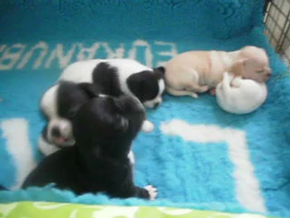 Chiots de Simba