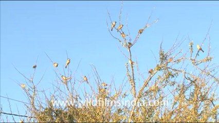 1586.Group of sparrows in Rajasthan.mov