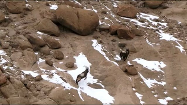 1591.Asiatic Ibex in Ladakh.mov