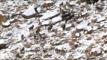 1598.Ibex in Ladakh.mov