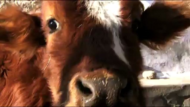 1601.Woman milking a Yak in Ladakh.mov