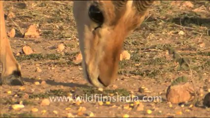 1606.Chinkara with Group of peafowl, Rajasthan.mov