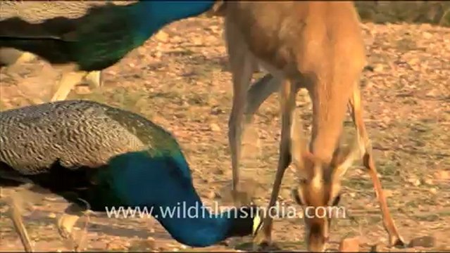 1609.Chinkara with Peafowls in Dhawa Doli Wildlife Sanctuary.mov