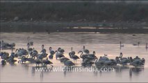1621.Flamingos in Sambhar Lake.mov