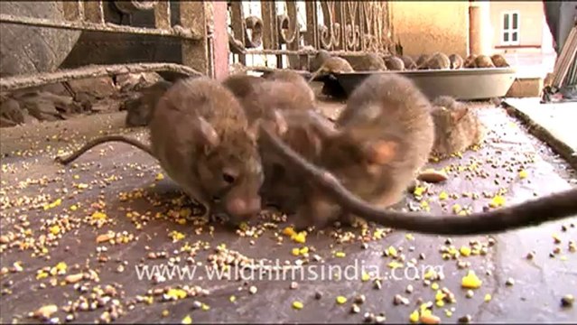1625.Rats in Karni Mata Temple, Rajasthan.mov