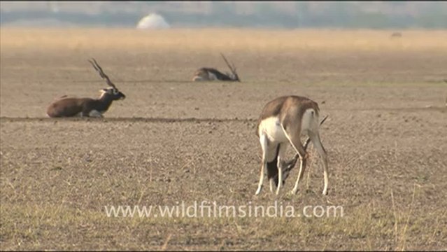 1647.Black Buck in Tal Chappar Wildlife Sanctuary.mov